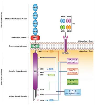 REThinking the role of the RET oncogene in breast cancer